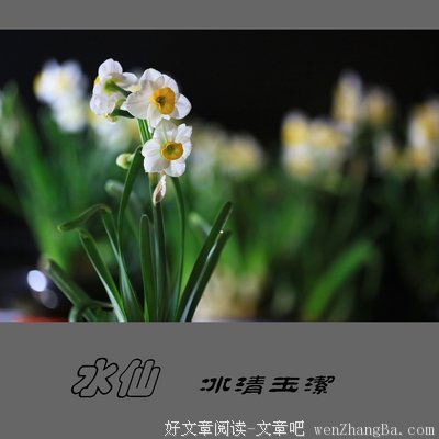 冰水仙名句欣赏
