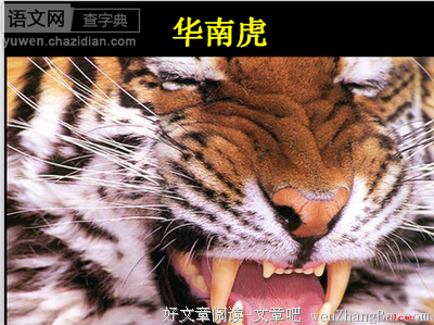 关于挺挺的语句