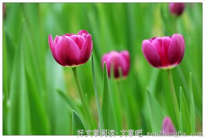 最新的《繁枝》小说摘抄