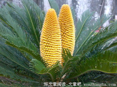铁树开花的名言_关于铁树开花的名言