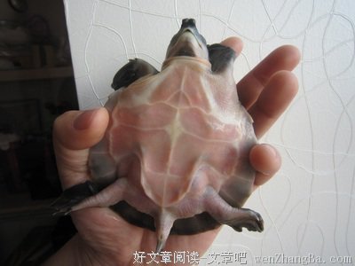 大侠怎么会饿肚子呢？