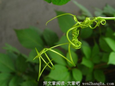 记不清的句子