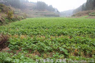 关于救命稻草的唯美语录