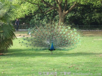 文乡诗苑｜【组诗 七首】请你听我唱情歌