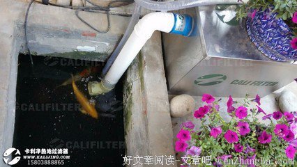 转发了很多锦鲤，却依旧过不好这一生
