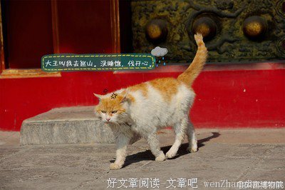 朱天心名言名句