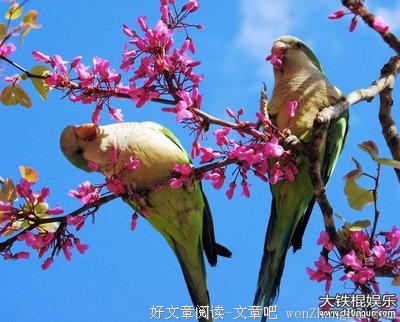 月季花的名言_关于月季花的名言