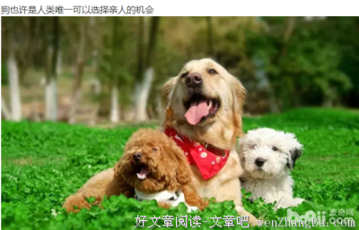 关于鸡零狗的格言