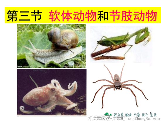 15条关于软体动物的经典语句
