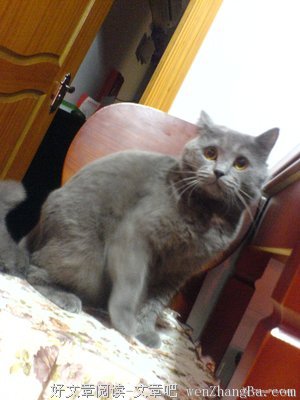 我想和你一起，养很多只猫。