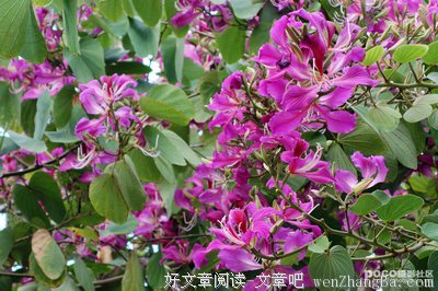 《繁枝》小说书摘