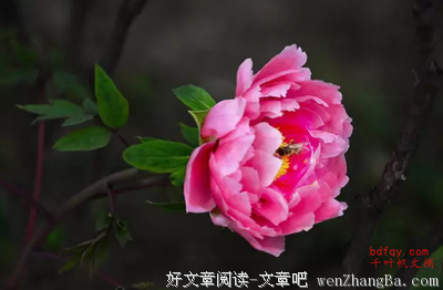 有关自我牺牲的美文美句摘抄