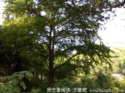 洪水猛兽的语句摘抄_关于洪水猛兽的语句