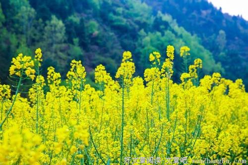 生命，因芬芳而美丽