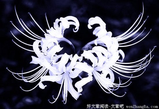 沙华的语句摘抄_关于沙华的语句