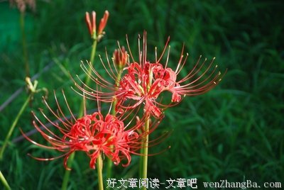 15条关于珠沙华的经典语句