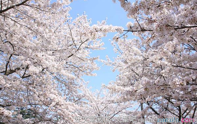 谢花飞的句子