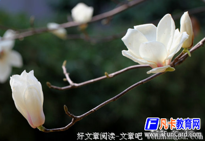 2017冯唐名句欣赏