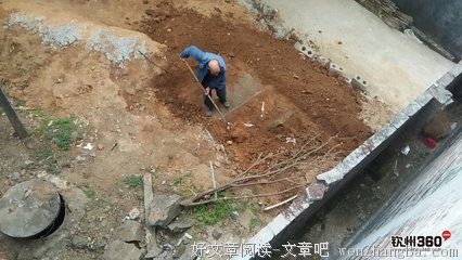 关于老树的座右铭