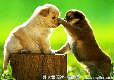 关于忠心耿耿的语句