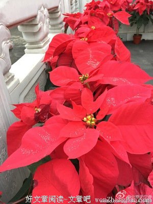 今天农历九月廿九《恭迎消灾延寿药师佛圣诞》卍