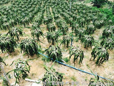 九爷：千疮百孔