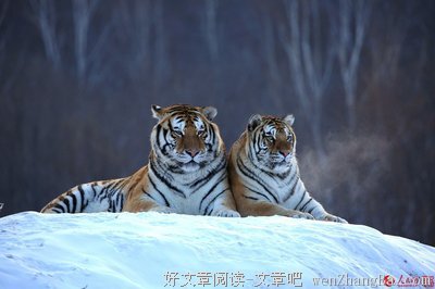 壮硕的句子