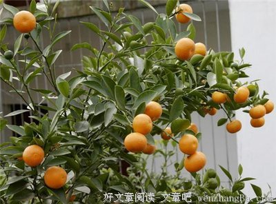 吃金桔不剥皮的注意了，现在知道还不晚！