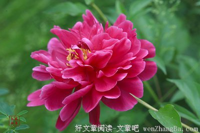 关于艳丽的名言