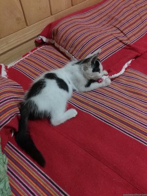 猫语大辞典的读后感10篇