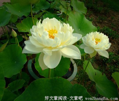 最全的等风吹经典语录
