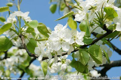 高洁的语句摘抄_关于高洁的语句