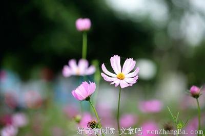 关于枝繁叶茂的语句