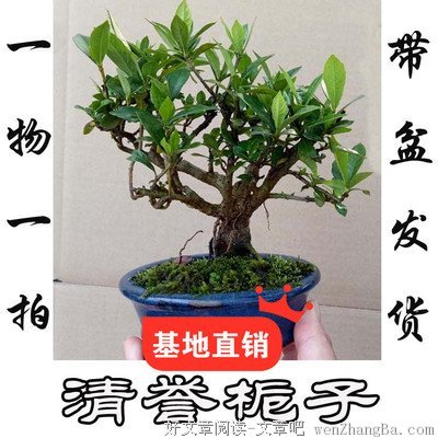 故事|一寸法师