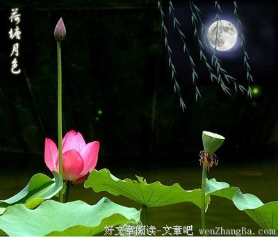朗诵丨残荷不语，美人不暮