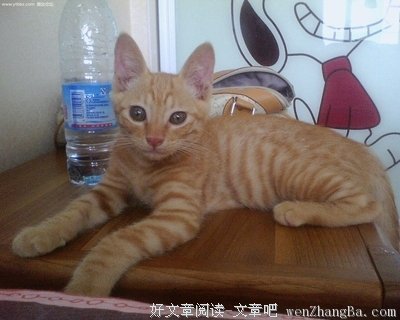 15条关于密斯的经典语句