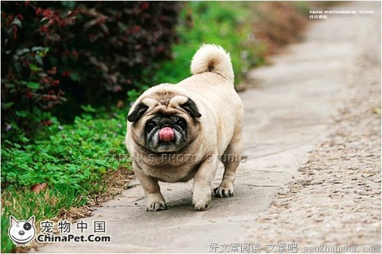 胖胖胖胖胖胖胖胖胖胖胖胖胖胖胖胖胖胖胖胖胖胖胖胖胖胖胖胖胖胖