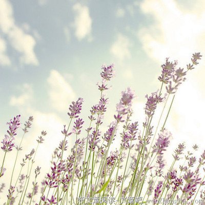 最全的《落花时节又逢君》好段摘抄