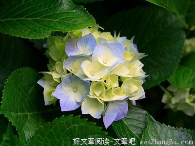 《巴兰岛之祭》读后感精选10篇