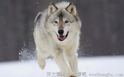 最新的姜戎15句经典名言