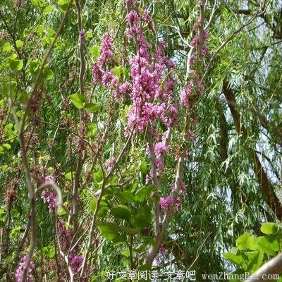 花田半亩读后感10篇