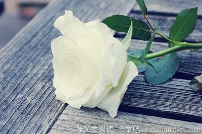 《白玫瑰与红玫瑰》：爱侣爱到一个地步，便另觅安慰