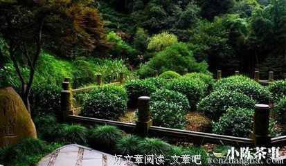 最贵的十种土豪茶叶，有钱也未必喝的到，大开眼界！！！