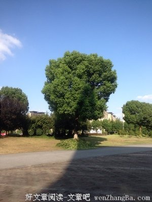 辞树暮花读后感10篇