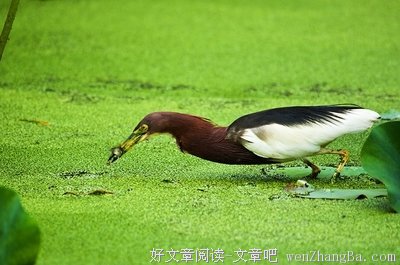 《家族狩猎》的影评10篇