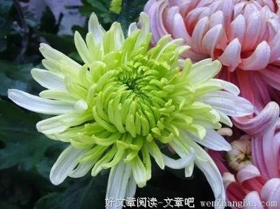 最全的橘花散里名句欣赏