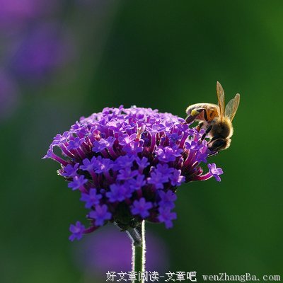心花怒放的名人名言