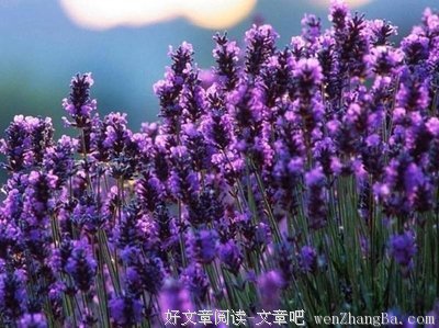 美丽让男人停下，而智慧让男人留下