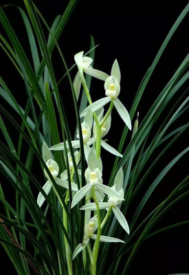 最新的《花神传》经典的句子大全