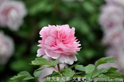 伸伸的句子